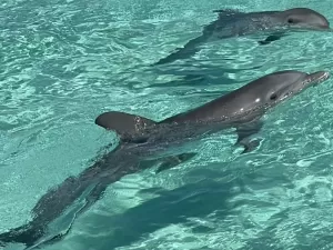 Cinco golfinhos são resgatados em resort de luxo abandonado nas Bahamas