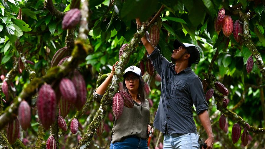 Julia Avellan e o técnico agrícola Vinicio Angulo verificam cacaueiros em uma fazenda de Buena Fe, província de Los Rios, Equador