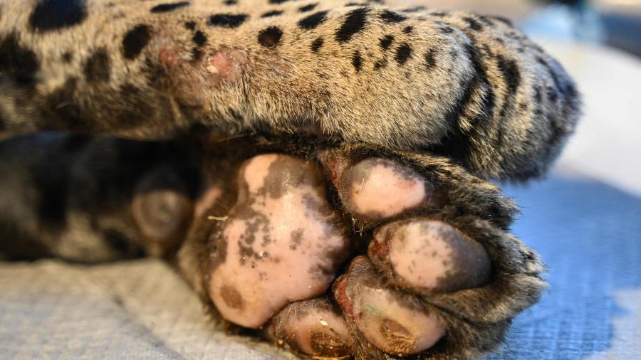 12.set.2024 - Uma visão detalhada das patas de Itapira, uma jovem onça-pintada fêmea que teve suas patas queimadas durante os incêndios recentes no Pantana - EVARISTO SA/AFP