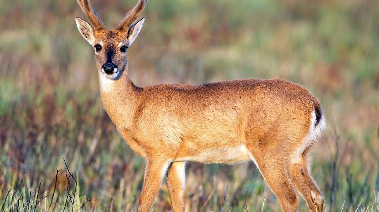 26.jun.2016 - Veado-campeiro macho no Parque Nacional da Serra da Canastra 26.jun.2016 - Veado-campeiro macho no Parque Nacional da Serra da Canastra