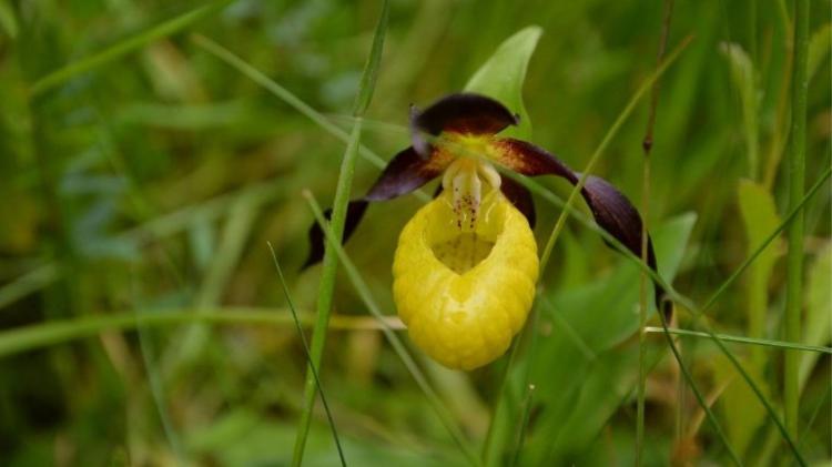 A orquídea sapatinho de princesa já foi considerada extinta no Reino Unido A orquídea sapatinho de princesa já foi considerada extinta no Reino Unido