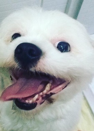Theodor, cão da raça Lhasa Apso, foi levado para banho, mas acabou morrendo no pet shop - Arquivo pessoal