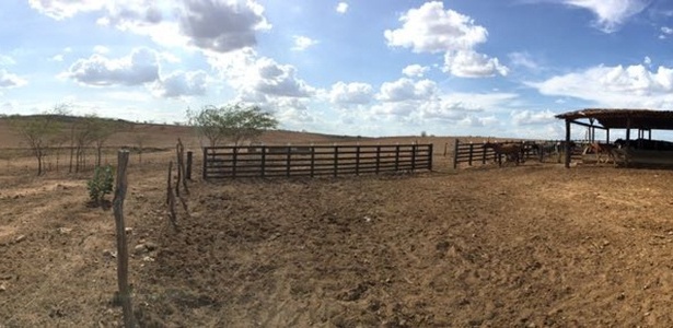 Fazenda de Isaac Pita, em Batalha (AL), sem capim para dar ao gado - Arquivo pessoal