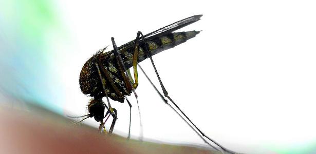 Chikungunya- und Zika-Fälle gehen im Land zurück, nehmen jedoch in Risikogebieten zu