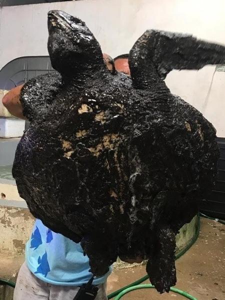 Tartaruga encontrada na praia da Redinha, em Natal, que está em tratamento - Centro de Descontaminação de Fauna Oleada da UERN