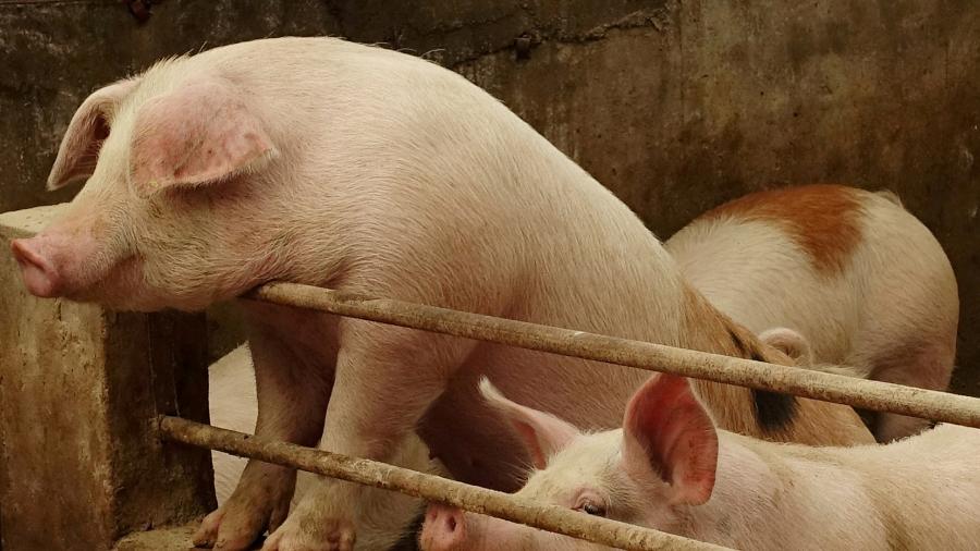 Criação de porcos em Changtu, China - Ryan Woo