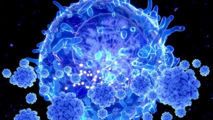 As células T são um tipo de linfócito, células de defesa do sistema imunológico presentes no sangue - Science Photo Library
