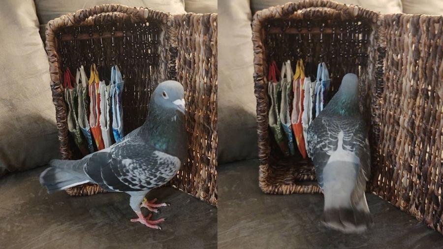 O pombo Buddy possui um guarda-roupa feito sob medida pela artista e "mãe" de 9 pombos Anastassia Fulmer - Reprodução/@lansingnaturestudy