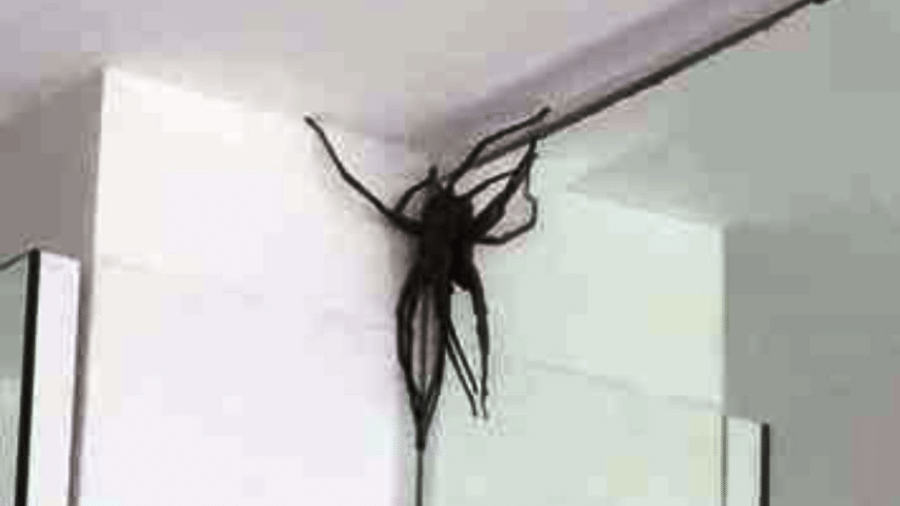 Aranha com cerca de 15 centímetros foi vista por moradores, inclusive dentro dos apartamentos - Reprodução/Redes Sociais/Flávia Prado