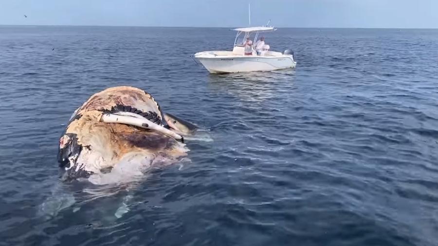Tubarões-brancos devoram baleia morta nos EUA - Reprodução