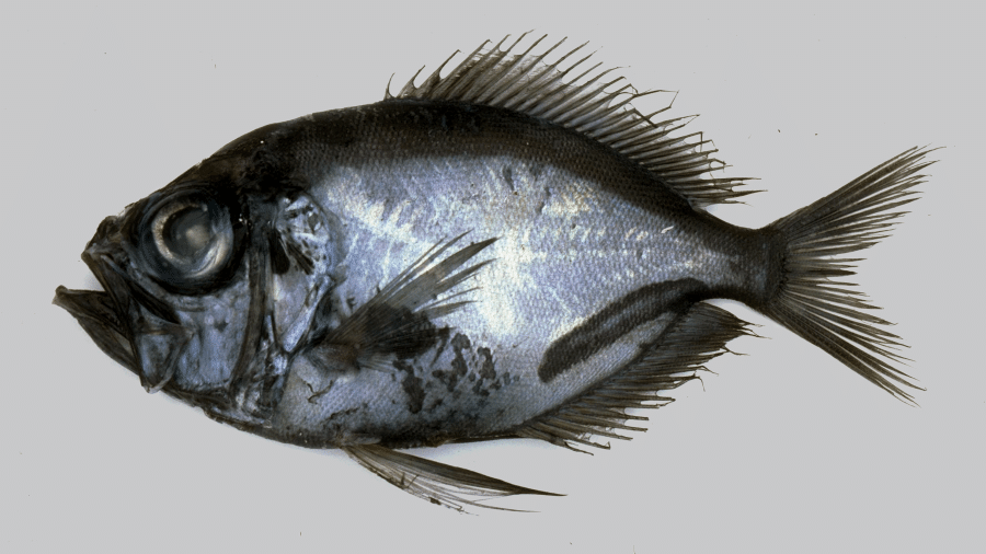 O peixe tropical Diretmichthys parini, da família Diretmidae, que vive em águas profundas e foi encontrado perto do Polo Ártico - Reprodução/Fishes of Australia