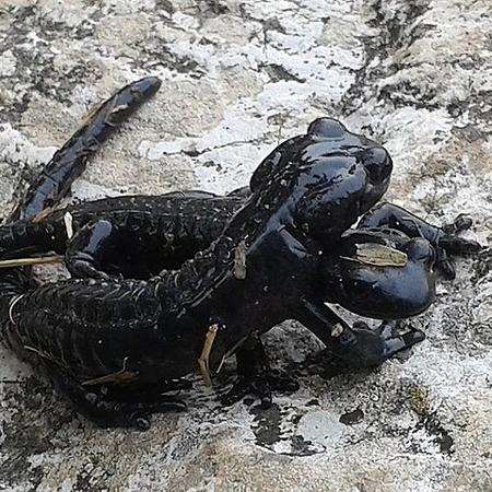 Salamandra alpina: gravidez dura 38 meses - Roger Culos / Divulgação