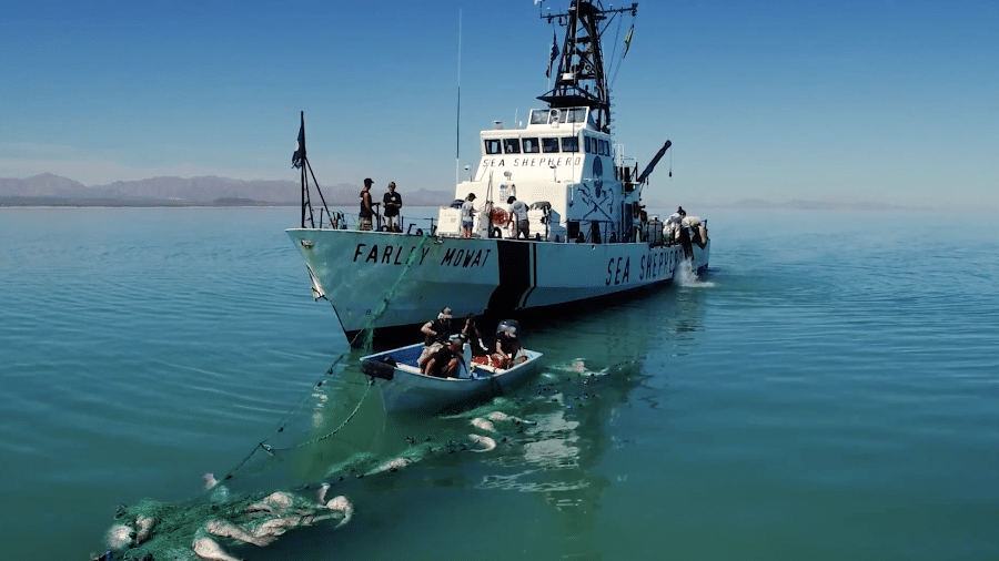 A ONG Sea Shepherd em ação - Reprodução / YouTube
