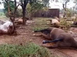Vídeo mostra 15 cavalos mortos em enchente no RS; animais estavam amarrados