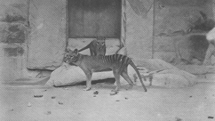 O lobo-da-tasmânia era nativo de regiões da Oceania. O último deles morreu em 1936 O lobo-da-tasmânia era nativo de regiões da Oceania. O último deles morreu em 1936