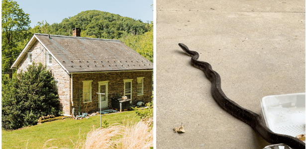 Casal compra 'casa dos sonhos' e encontra cobras até no telhado nos EUA