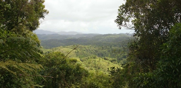Antes dos portugueses, SP teve floresta tropical, Cerrado e mini