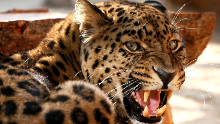 20.set.2016 - Leopardo de Amur no zoo Royev Ruchey na cidade de Krasnoyarsk, na Rússia 20.set.2016 - Leopardo de Amur no zoo Royev Ruchey na cidade de Krasnoyarsk, na Rússia