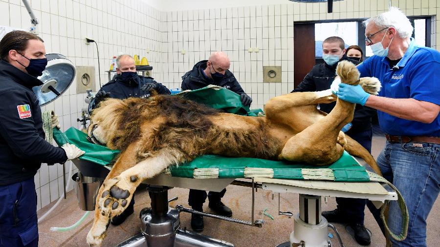 Funcionários do zoologico de Arnhem, na Holanda, trabalham na cirurgia de vasectomia de um leão - Piroschka van de Wouw/Reuters