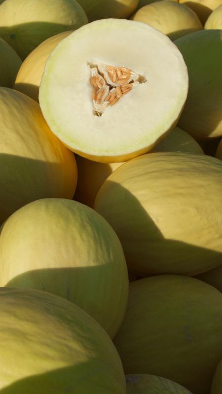 Melão cortado frutas agronegócio - Wenderson Araújo/Divulgação