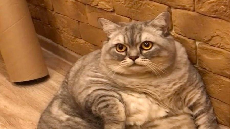 Liznya, gata russa considerada um dos felinos mais gordos do mundo - Reprodução/Redes Sociais