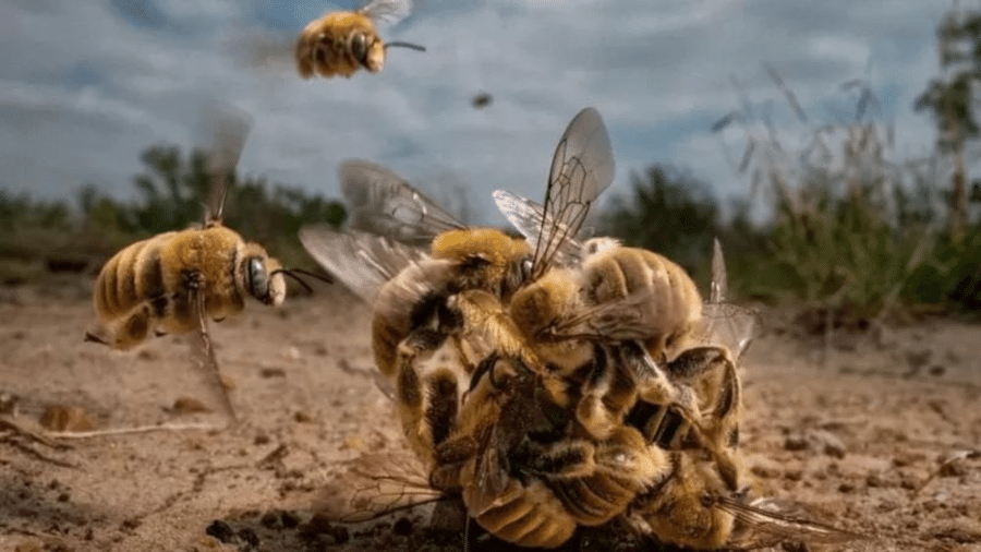 Esta é a grande vencedora da competição. Neste raro momento, um grupo de abelhas "Diadasia Rinconis" se reúne em um enxame. A fotógrafa Karine Aigner conseguiu capturar esta imagem rapidamente, pois as abelhas ficaram juntas por apenas cerca de 20 segundos antes de voarem para longe. Estas abelhas são nativas da América e são consideradas uma espécie solitária - KARINE AIGNER / WORLD NATURE PHOTOGRAPHY AWARDS