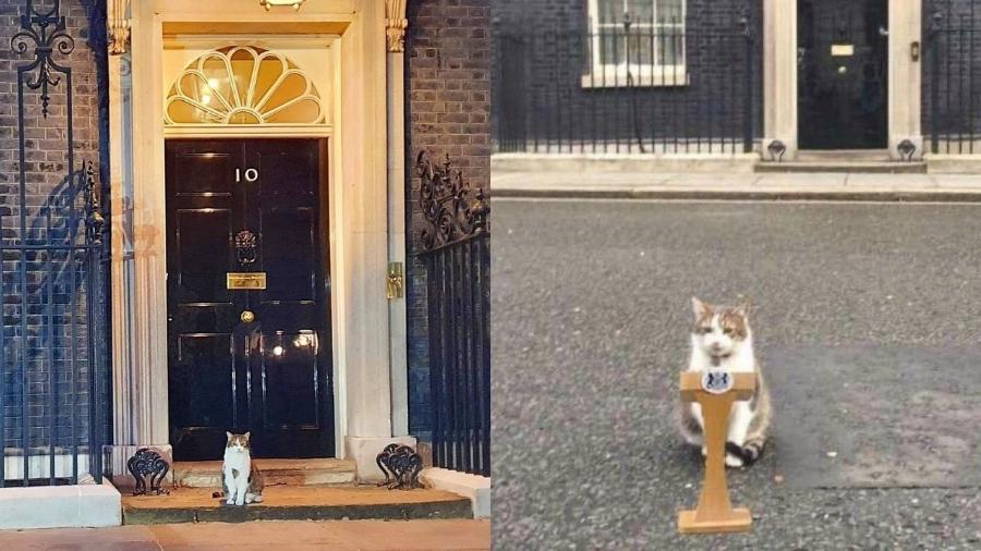 Aos 15 anos, o gato conquistou a preferência dos internautas à sucessão de Boris Johnson - Reprodução/ @LightHackers