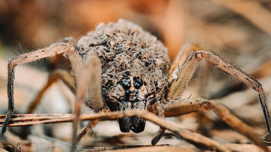 O fotógrafo Keiryan compartilhou ensaio que realizou com a aranha envolta por seus filhotes - Reprodução/Instagram