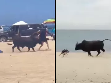 Touro ataca banhistas e cachorros em praia no México; vídeo