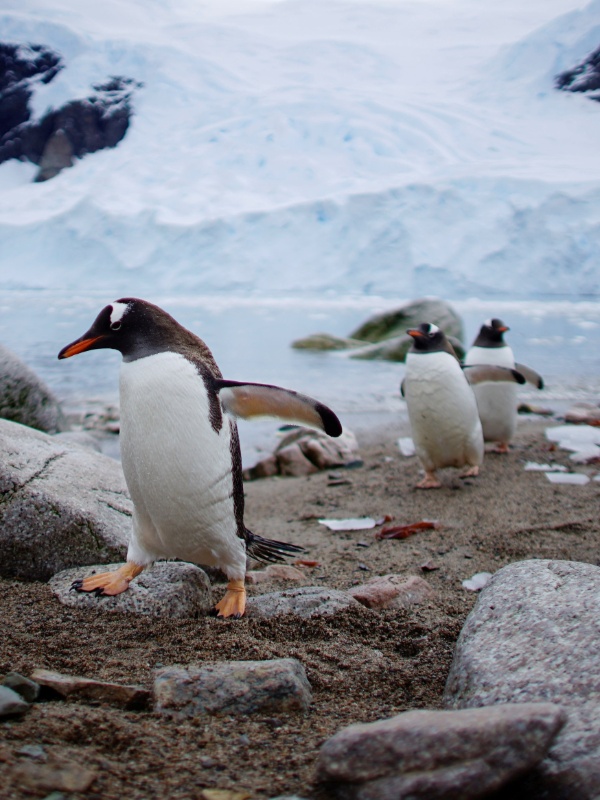 Alexandre Meneghini/Reuters