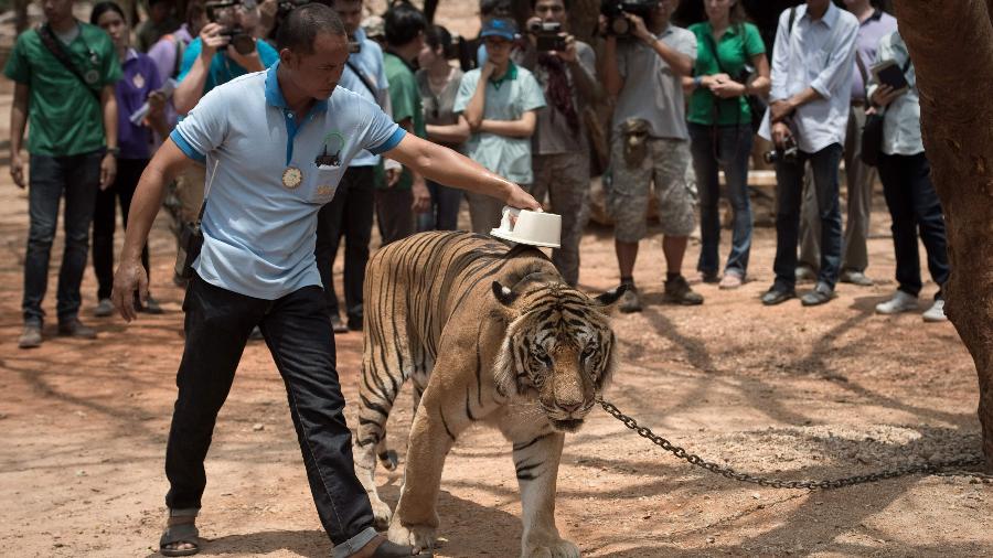 24.abr.2015 - Tigres eram usados como atração turística no templo Wat Pha Luang Ta Bua, na província de Kanchanaburi (Tailândia) - Nicolas Asfouri/AFP