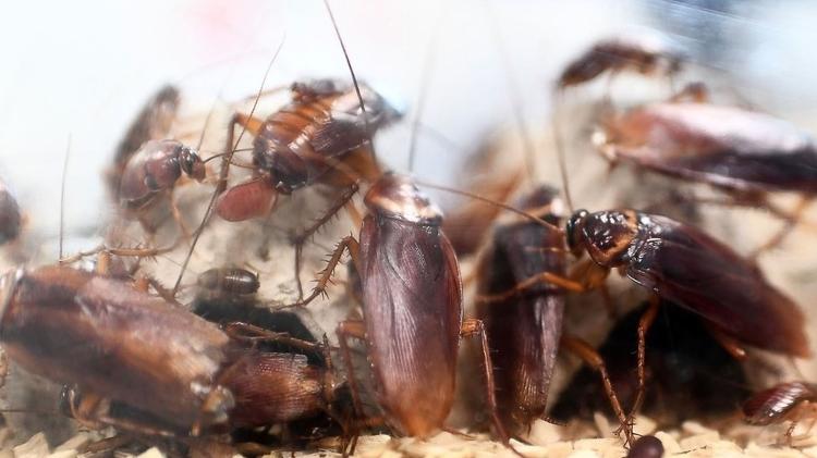 Declínio no número de predadores naturais pode causar aumento na população de insetos como as baratas - Getty Images