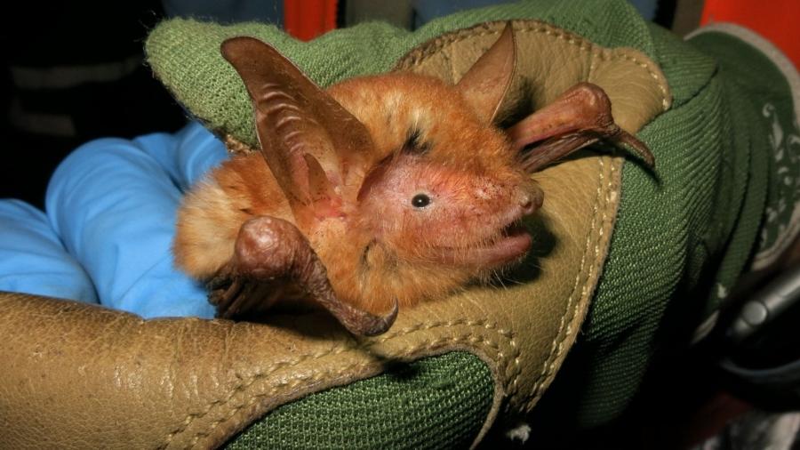 Espécie de morcego laranja e preto possui nome científico de Myotis nimbaensis - Reprodução/Bat Conservation International 