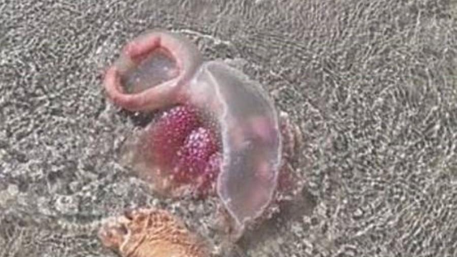 Criatura com visual bizarro foi fotografada em praia de Queensland, na Austrália - Reprodução/ Facebook