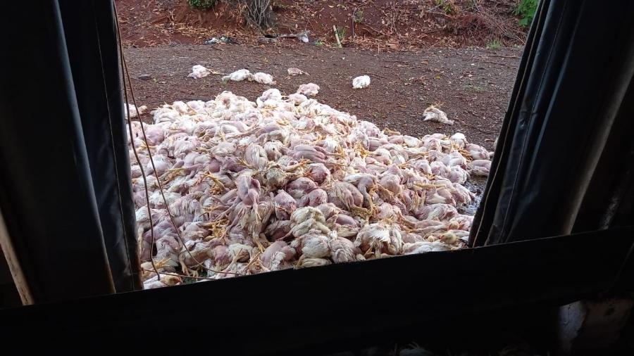 Ao todo, 4,5 mil frangos morreram de calor em granja do Paraná - Thuany Salla/Divulgação