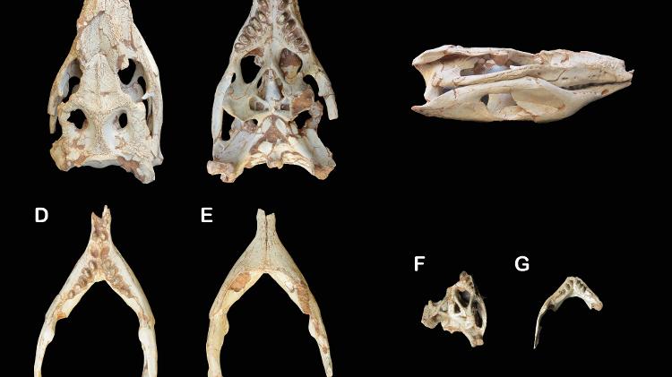 Crânio e ossos do Caipirasuchus catanduvensis