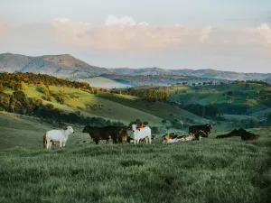 UOL lança newsletter sobre o agronegócio, pilar da economia brasileira