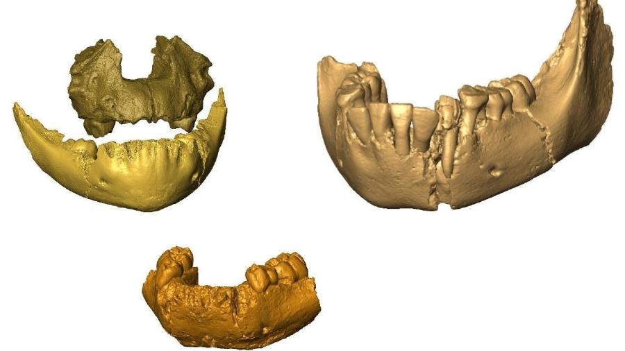 Reconstrução 3D de fósseis de mandíbula e maxila utilizados na pesquisa Reconstrução 3D de fósseis de mandíbula e maxila utilizados na pesquisa