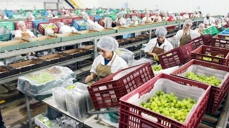 Empresa prepara uvas para exportação no polo de fruticultura do Vale do São Francisco Empresa prepara uvas para exportação no polo de fruticultura do Vale do São Francisco