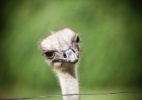 Clique Ciência: a avestruz realmente esconde a cabeça na areia por medo? - Lucas Lima/Folhapress