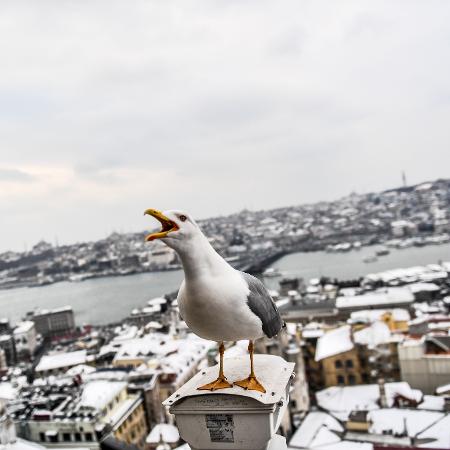 Gaivota de pata amarela - Bulent Kikic/AFP Photo