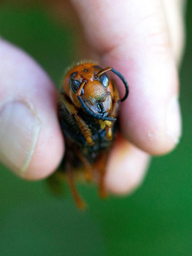 Vespa gigante assassina faz vítima — CompreRural