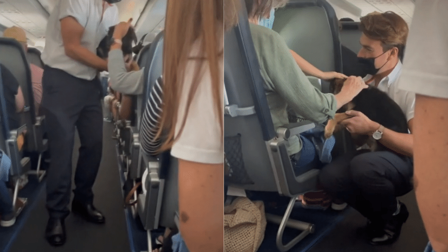 Comissário aparece em vídeo passando de fileira em fileira com filhote, que é acariciado por passageiros - Reprodução/TikTok