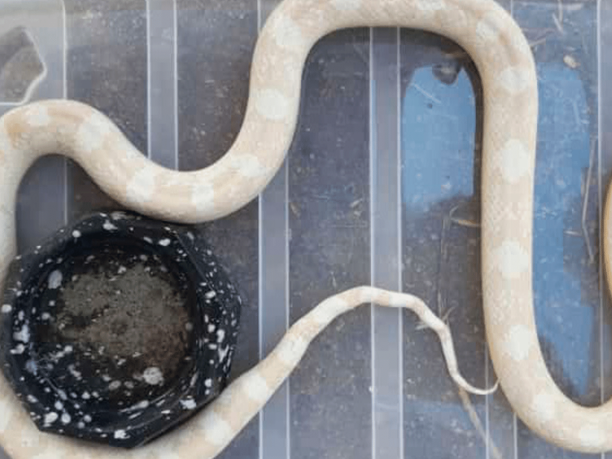 Cobra exótica comum nos EUA é achada em rua do Paraná