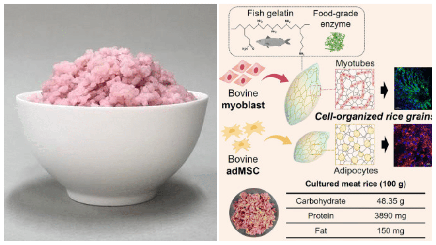Criado em laboratório, o quilo do "arroz bovino" pode custar até seis vezes menos que um quilo de carne vermelha