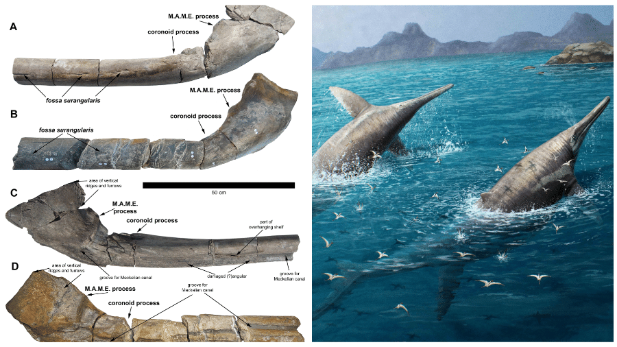 A nova espécie de ictiossauro pode ter rivalizado em tamanho com a baleia azul