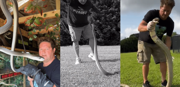 A reptile expert dies after a snake bite