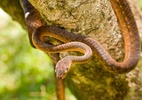 Infestação com 2 milhões de serpentes invasoras ameaça vida em ilha dos EUA - Auscape/Universal Images Group via Getty