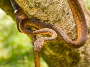 Infestação com 2 milhões de serpentes invasoras ameaça vida em ilha dos EUA