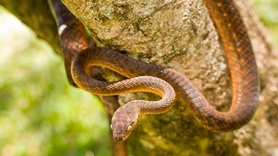 Cobra arbórea marrom (Boiga irregularis) no tronco de árvore